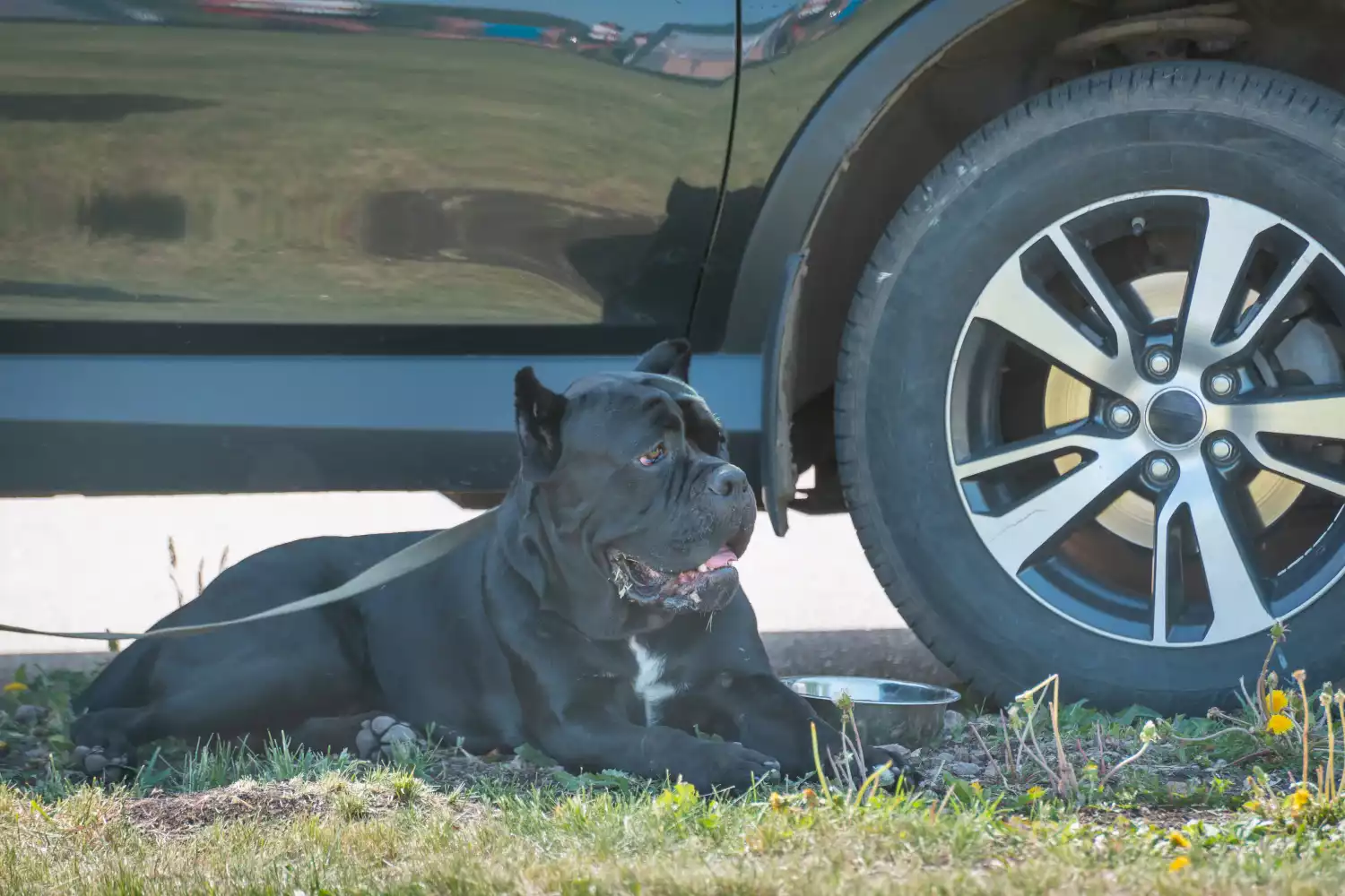 Jeep Compass back seat cover for Cane Corso